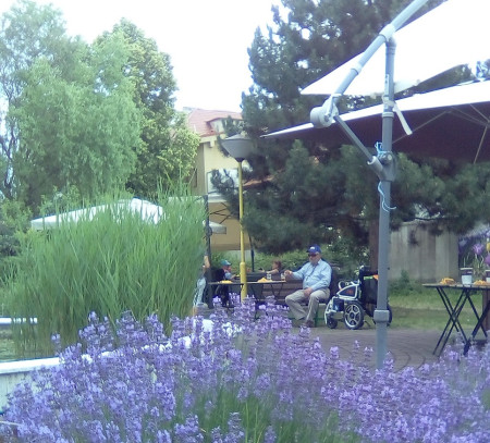 Lavandula angustifolia