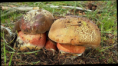 /album/spolupraca/hrib-kovar-boletus-erythropus-png/